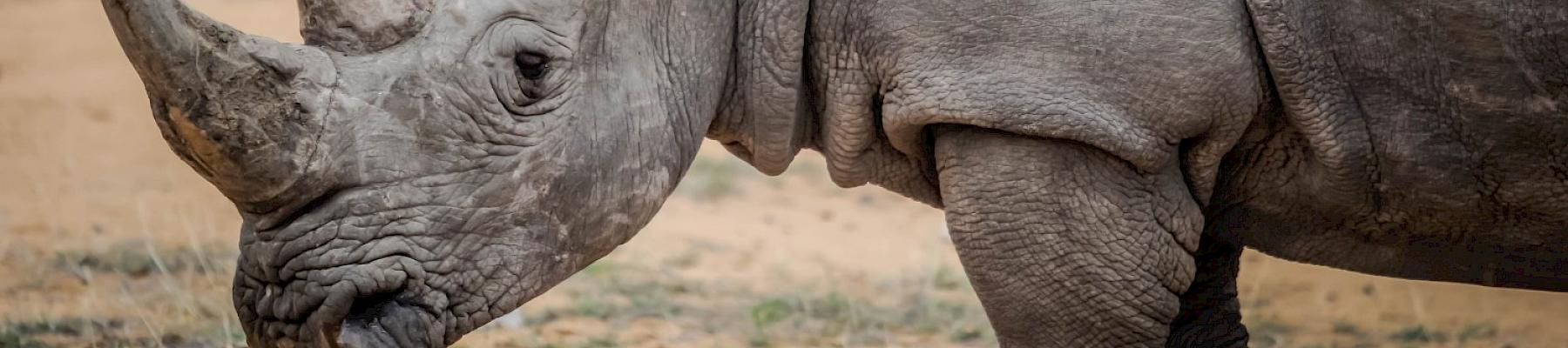 Rhino horn seizure Sept 2021 | Picture: PERHILITAN