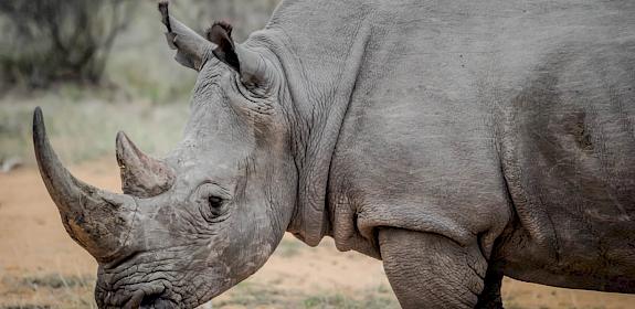 Rhino horn seizure Sept 2021 | Picture: PERHILITAN