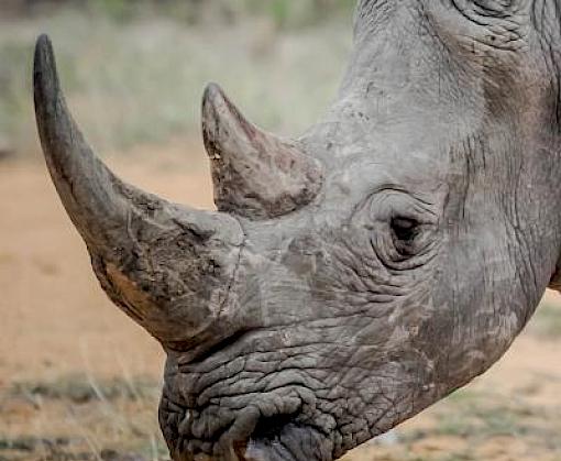 Significant seizure ahead of World Rhino Day highlights Southeast Asia’s role in wildlife trafficking