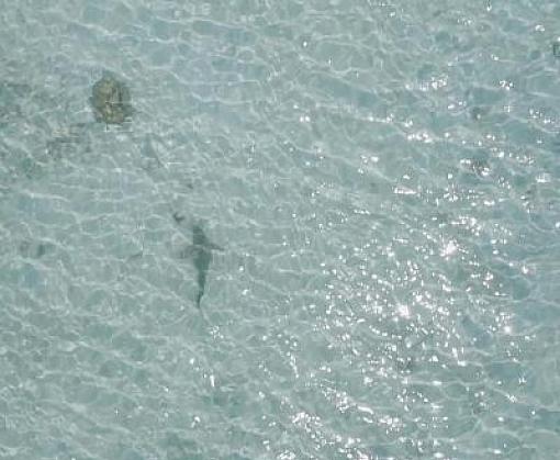 Tackling Shark Species Decline Through Traceability
