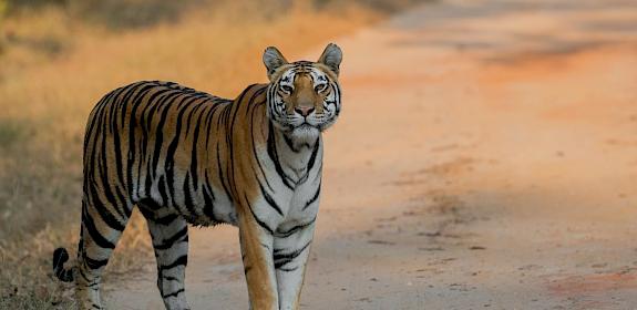 © Dr Sanjay K Shukla / WWF International