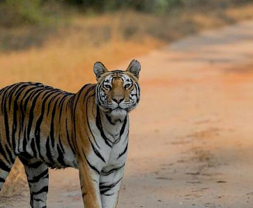 Tech Companies Block More than 11.6 Million Transactions for Endangered Wildlife Online