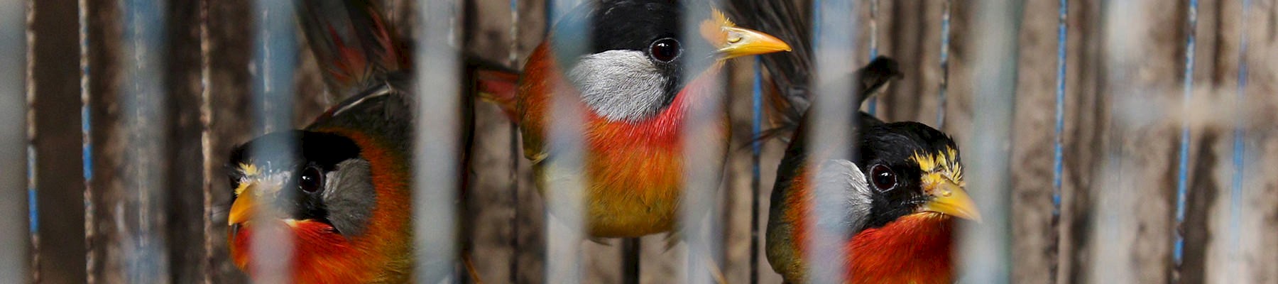 Silver-eared Mesias for sale in Ha Noi © James Eaton / TRAFFIC