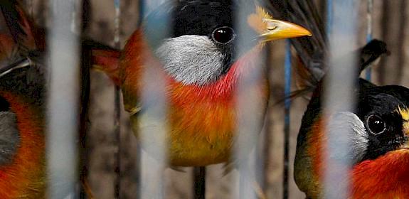 Silver-eared Mesias for sale in Ha Noi © James Eaton / TRAFFIC