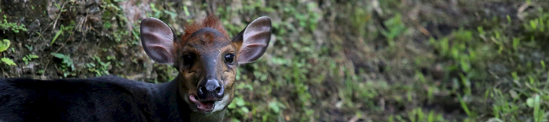 The black duiker: managed hunting provides a sustainable source of wild meat for local communities © cuatrok77 / Creative Commons 2.0