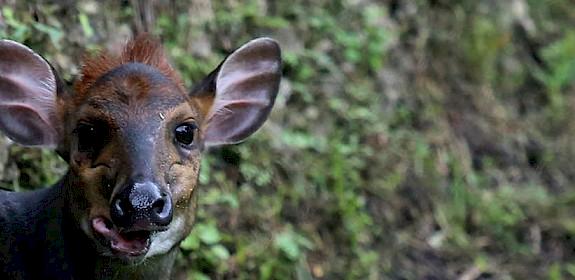 The black duiker: managed hunting provides a sustainable source of wild meat for local communities © cuatrok77 / Creative Commons 2.0