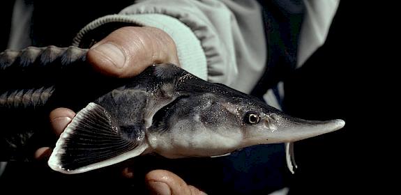 Sturgeon (Acipenser sturio); Colkheti, Georgia © Hartmut Jungius / WWF