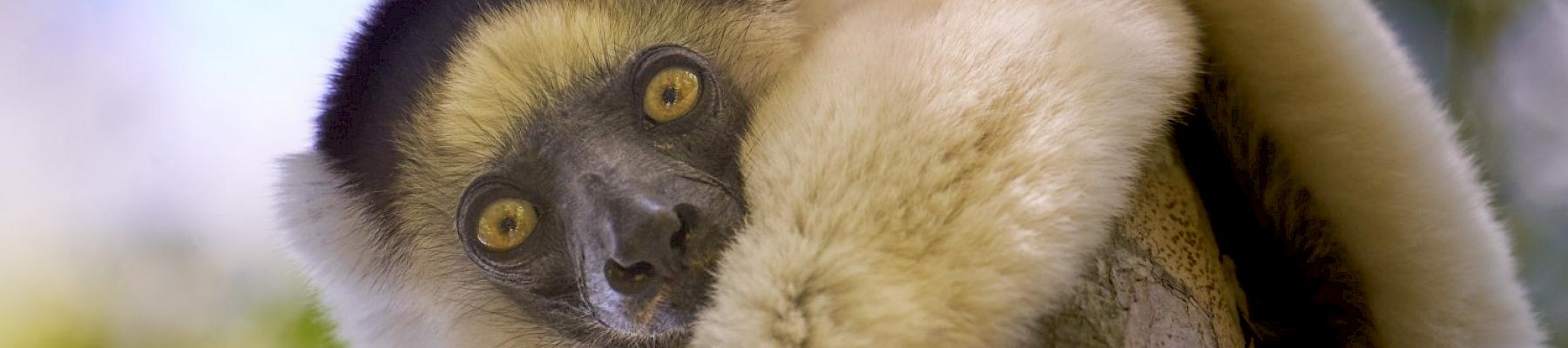 White lemur in the Kirindy dry valley near among mangroves in the western coastal region of Madagascar © Justin Jin / WWF France