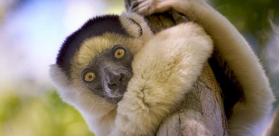 White lemur in the Kirindy dry valley near among mangroves in the western coastal region of Madagascar © Justin Jin / WWF France