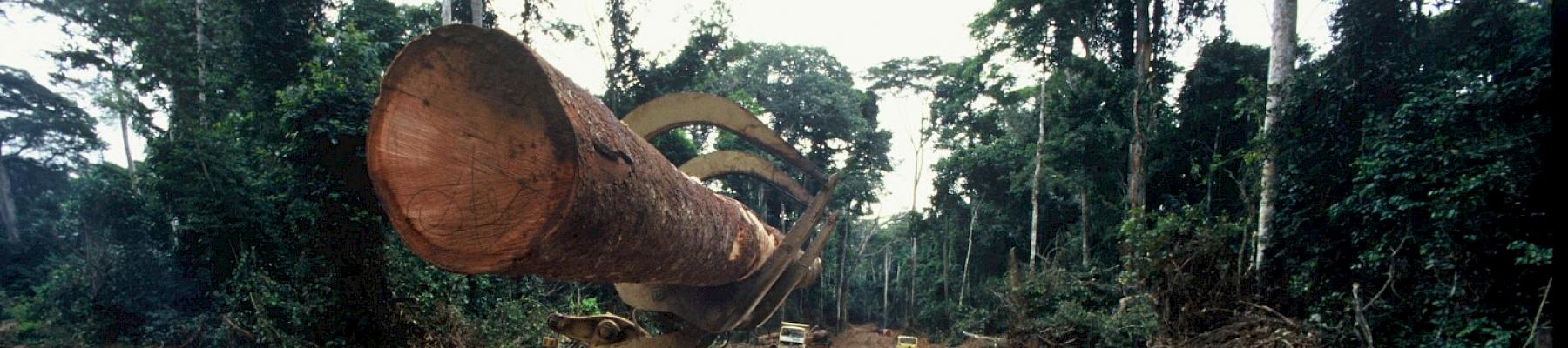 Loading of logs in tropical forests' concession, Congo © Michel Gunther / WWF