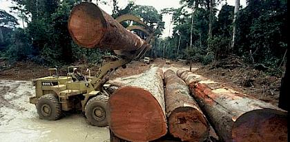 Vietnamese authorities teamed up with TRAFFIC to tackle destructive illegal trade of African timber species