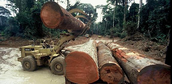 Loading of logs in tropical forests' concession, Congo © Michel Gunther / WWF