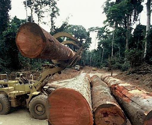 Vietnamese authorities teamed up with TRAFFIC to tackle destructive illegal trade of African timber species