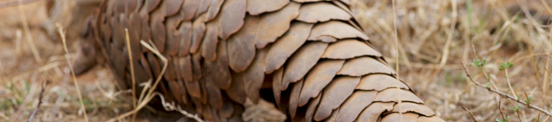 A ground pangolin © David Brossard / Creative Commons 2.0