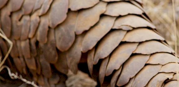 A ground pangolin © David Brossard / Creative Commons 2.0