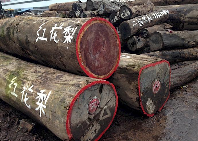 Rosewood logs at Fujian timber market, China. Photo: Zhang Ke / TRAFFIC