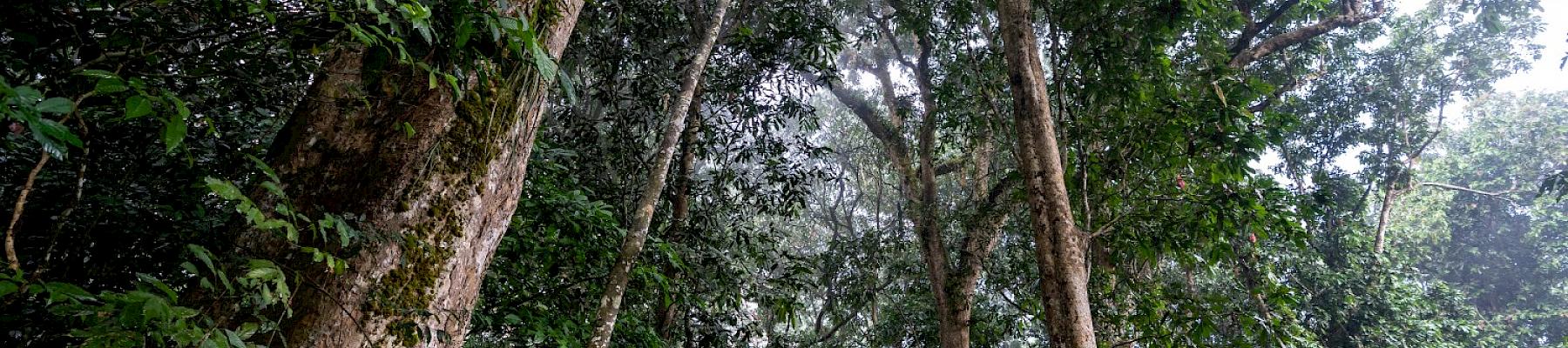 Congo rainforest, Dzanga-Sangha Special Reserve, Central African Republic © Andy Isaacson / WWF-US