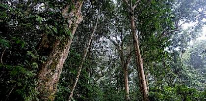 Congo rainforest, Dzanga-Sangha Special Reserve, Central African Republic © Andy Isaacson / WWF-US