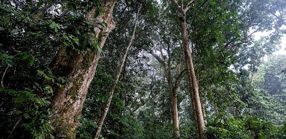 Congo rainforest, Dzanga-Sangha Special Reserve, Central African Republic © Andy Isaacson / WWF-US