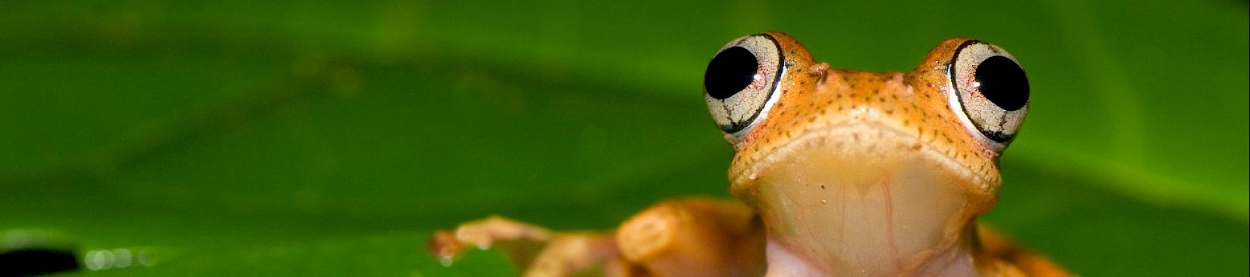 Frog (Boophis sp) on leaf, Madagascar © naturepl.com / Edwin Giesbers / WWF