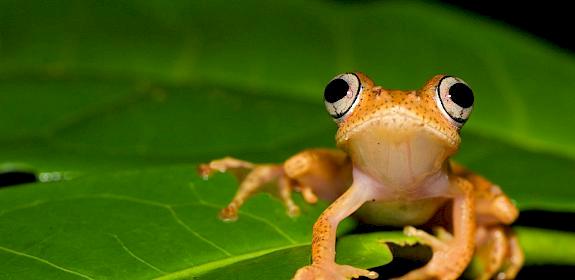Frog (Boophis sp) on leaf, Madagascar © naturepl.com / Edwin Giesbers / WWF
