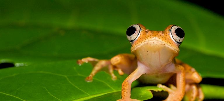 Meet the mini frogs of Madagascar – the new species we've discovered