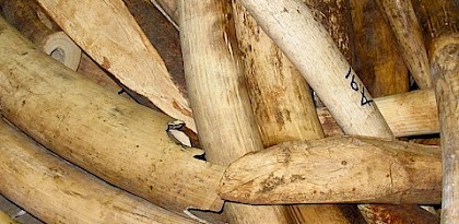 A record quantity of ivory may have been in illegal trade in 2016 © TRAFFIC