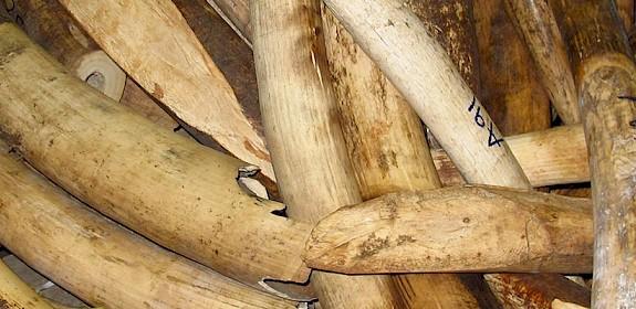 A record quantity of ivory may have been in illegal trade in 2016 © TRAFFIC