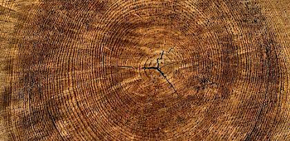 Funding wood forensics could curb corruption in timber trade and help save global forests from illegal trade