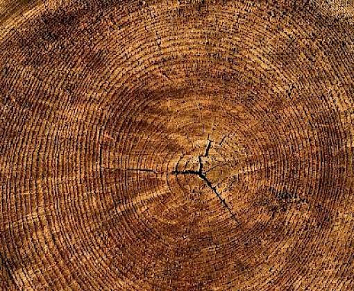 Funding wood forensics could curb corruption in timber trade and help save global forests from illegal trade