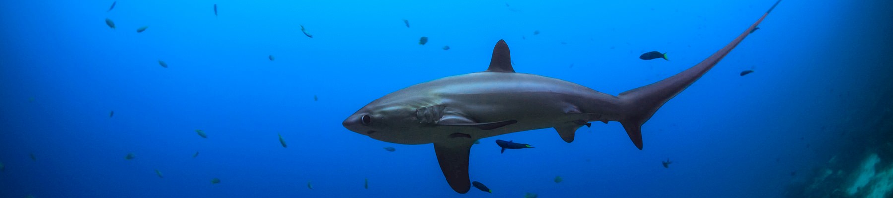 A silky shark, now listed in CITES © Syn / Generic CC 2.0