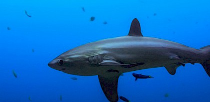 New CITES shark listings welcomed; "Now the Real Work Begins"