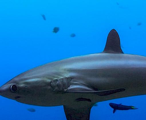 New CITES shark listings welcomed; "Now the Real Work Begins"