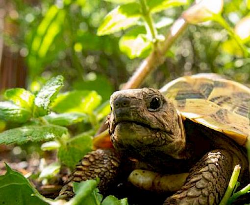 Study Unveils Consumer Motivations for Exotic Pets in Japan