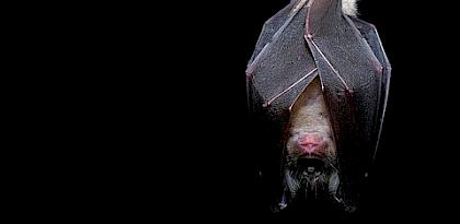 Situation analysis: Social and Behaviour Change Messaging on Wildlife Trade and Zoonotic Disease Risks