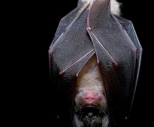 Situation analysis: Social and Behaviour Change Messaging on Wildlife Trade and Zoonotic Disease Risks