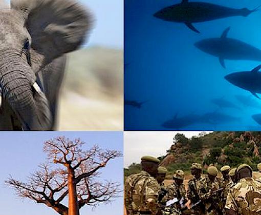 New governance structure for TRAFFIC: revised board to guide future action on wildlife trade