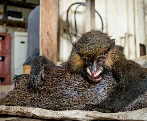 Species in Bushmeat Trade In Cameroon and The Republic of Congo