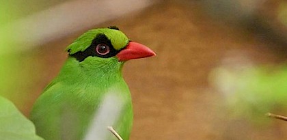 TRAFFIC joins European zoos and others in two-year drive to save Asian songbirds