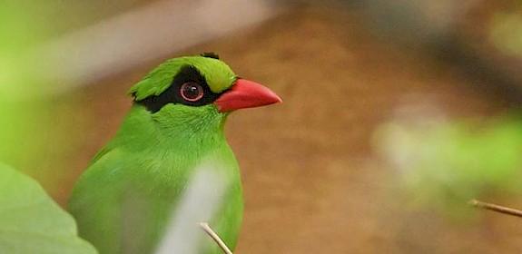 Javan Green Magpie: trapped out of the wild – its future survival depends on captive breeding programmes © Chester Zoo
