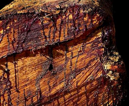 TRAFFIC projects support Chinese timber trade reforms at World Hardwood Conference