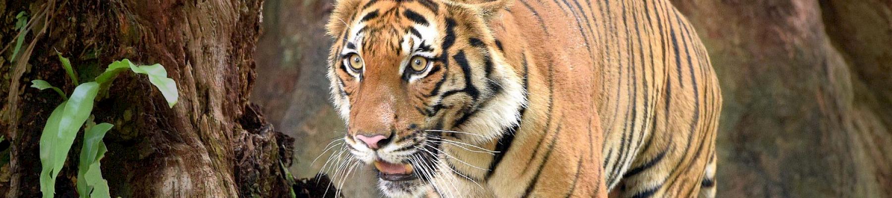 The critically endangered Malayan Tiger (Panthera tigris) © WWF-Malaysia / Shariff Mohamad
