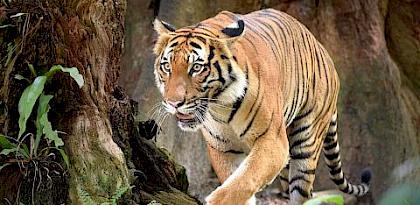 The critically endangered Malayan Tiger (Panthera tigris) © WWF-Malaysia / Shariff Mohamad