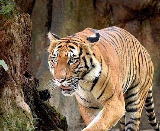 Immediate And Urgent Actions Needed Now To Protect Tigers From Extinction