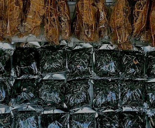 A rapid assessment of online trade in sea cucumber and fish maw in Malaysia and Singapore