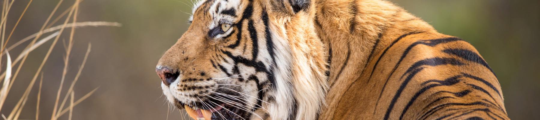 Bengal Tiger, Ranthambore National Park © Jeff Goldberg