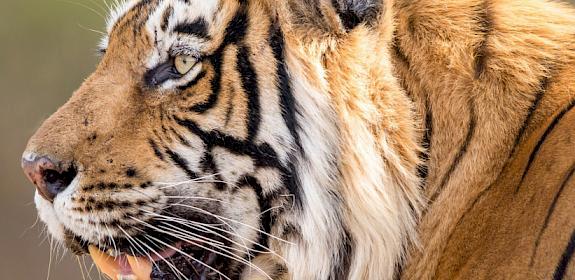 Bengal Tiger, Ranthambore National Park © Jeff Goldberg