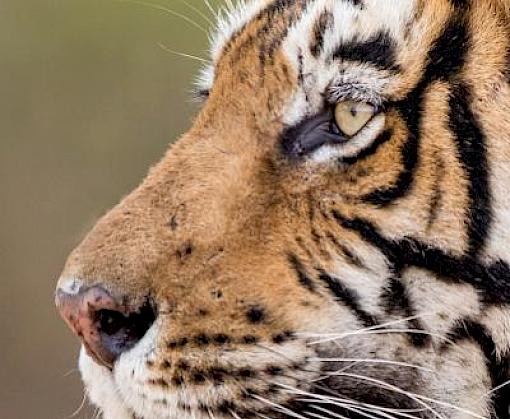 Shared vision for the future of an iconic cat in the Year of the Tiger