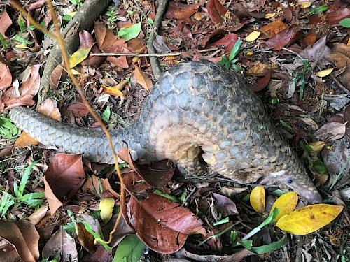 Asia's Unceasing Pangolin Demand - Wildlife Trade News from TRAFFIC