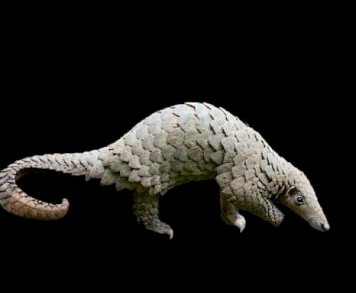 Asia's Unceasing Pangolin Demand
